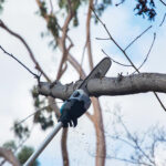 Teleskopska aku pila - motorka za drvo Makita 18+18V 30cm DUA301Z