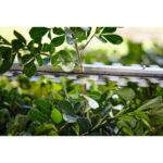 Aku škare - makaze za živu ogradu – živicu STIHL HSA 40 sa dvije baterije i punjačem